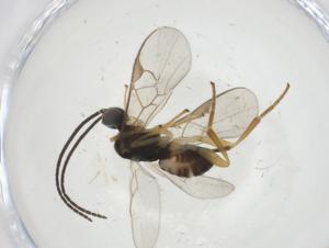  (Dolichogenidea malaise9531 - CBG-A14399-E03)  @11 [ ] CreativeCommons - Attribution Share - Alike (2023) Centre for Biodiversity Genomics Centre for Biodiversity Genomics