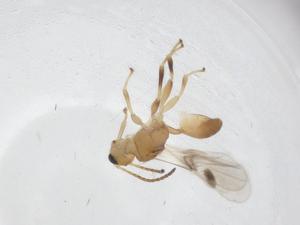  ( - CBG-A14414-B01)  @11 [ ] CreativeCommons - Attribution Share - Alike (2023) Centre for Biodiversity Genomics Centre for Biodiversity Genomics