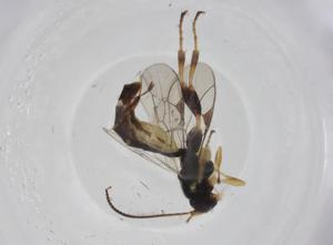  ( - CBG-A14414-C11)  @11 [ ] CreativeCommons - Attribution Share - Alike (2023) Centre for Biodiversity Genomics Centre for Biodiversity Genomics