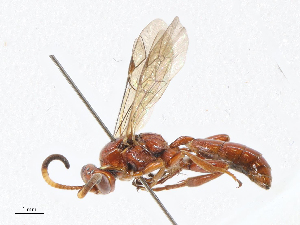  (Barichneumon Malaise8071 - CBG-A04569-B12)  @11 [ ] CreativeCommons - Attribution (2023) CBG Photography Group Centre for Biodiversity Genomics