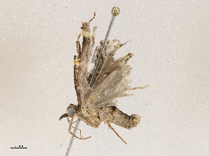  ( - CBG-A04584-F06)  @11 [ ] CreativeCommons - Attribution (2023) CBG Photography Group Centre for Biodiversity Genomics