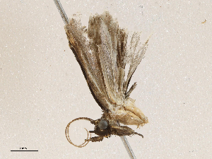 ( - CBG-A04585-F05)  @11 [ ] CreativeCommons - Attribution (2023) CBG Photography Group Centre for Biodiversity Genomics