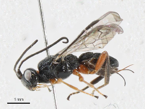  (Nealiolus Malaise2593 - CBG-A05408-D11)  @11 [ ] CreativeCommons - Attribution (2023) CBG Photography Group Centre for Biodiversity Genomics