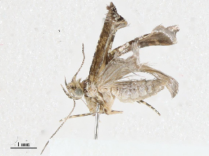  ( - CBG-A05409-B09)  @11 [ ] CreativeCommons - Attribution (2023) CBG Photography Group Centre for Biodiversity Genomics