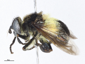  ( - CBG-A05413-B12)  @11 [ ] CreativeCommons - Attribution Share-Alike (2023) CBG Photography Group Centre for Biodiversity Genomics