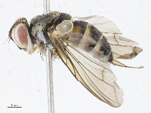  (Anisia Malaise7580 - CBG-A05438-A07)  @11 [ ] CreativeCommons - Attribution (2023) CBG Photography Group Centre for Biodiversity Genomics