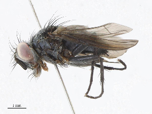  (Borgmeiermyia Malaise9537 - CBG-A05438-E09)  @11 [ ] CreativeCommons - Attribution (2023) CBG Photography Group Centre for Biodiversity Genomics
