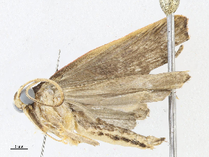  ( - CBG-A05439-D12)  @11 [ ] CreativeCommons - Attribution (2023) CBG Photography Group Centre for Biodiversity Genomics