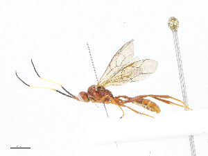 ( - CBG-A05440-A09)  @11 [ ] CreativeCommons - Attribution (2023) CBG Photography Group Centre for Biodiversity Genomics