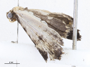  ( - CBG-A05440-C02)  @11 [ ] CreativeCommons - Attribution (2023) CBG Photography Group Centre for Biodiversity Genomics