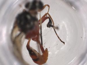  ( - CBG-A06069-H05)  @11 [ ] CreativeCommons - Attribution (2023) Centre for Biodiversity Genomics Centre for Biodiversity Genomics