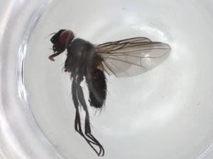  ( - CBG-A06088-A09)  @11 [ ] CreativeCommons - Attribution (2023) Centre for Biodiversity Genomics Centre for Biodiversity Genomics