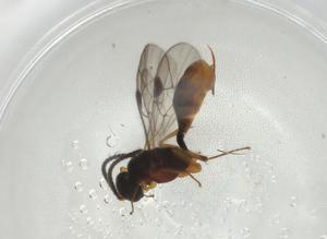  ( - CBG-A06114-B01)  @11 [ ] CreativeCommons - Attribution (2023) Centre for Biodiversity Genomics Centre for Biodiversity Genomics