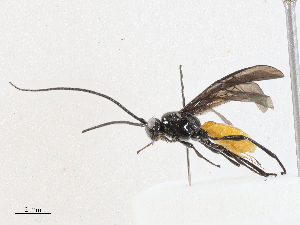  ( - CBG-A06215-D02)  @11 [ ] CreativeCommons - Attribution (2023) CBG Photography Group Centre for Biodiversity Genomics