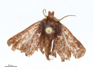  ( - CBG-A06215-H10)  @11 [ ] CreativeCommons - Attribution (2023) CBG Photography Group Centre for Biodiversity Genomics