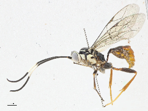  ( - CBG-A06218-F12)  @11 [ ] CreativeCommons - Attribution (2023) CBG Photography Group Centre for Biodiversity Genomics