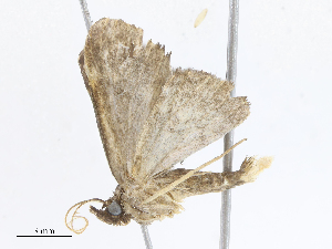  (Ostha Malaise7950 - CBG-A06262-A02)  @11 [ ] CreativeCommons - Attribution Share - Alike (2023) CBG Photography Group Centre for Biodiversity Genomics