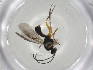  (Triaspis Malaise4151 - CBG-A06377-G10)  @11 [ ] CreativeCommons - Attribution (2023) Centre for Biodiversity Genomics Centre for Biodiversity Genomics