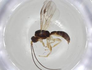  ( - CBG-A06379-G11)  @11 [ ] CreativeCommons - Attribution (2023) Centre for Biodiversity Genomics Centre for Biodiversity Genomics