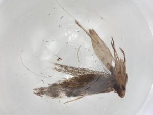  ( - CBG-A06400-C05)  @11 [ ] CreativeCommons - Attribution (2023) Centre for Biodiversity Genomics Centre for Biodiversity Genomics