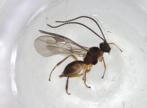  ( - CBG-A06786-C11)  @11 [ ] CreativeCommons - Attribution (2023) Centre for Biodiversity Genomics Centre for Biodiversity Genomics