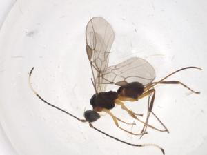  ( - CBG-A06787-A09)  @11 [ ] CreativeCommons - Attribution (2023) Centre for Biodiversity Genomics Centre for Biodiversity Genomics