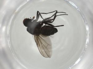  ( - CBG-A06830-H07)  @11 [ ] CreativeCommons - Attribution (2023) Centre for Biodiversity Genomics Centre for Biodiversity Genomics