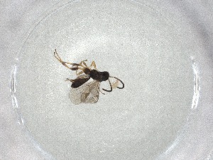  ( - CBG-A06858-D01)  @11 [ ] CreativeCommons - Attribution (2023) Centre for Biodiversity Genomics Centre for Biodiversity Genomics