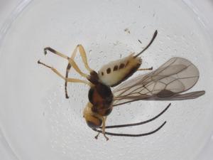  ( - CBG-A29863-C02)  @11 [ ] CreativeCommons - Attribution Share - Alike (2024) Centre for Biodiversity Genomics Centre for Biodiversity Genomics