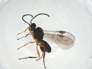  ( - CBG-A29895-B12)  @11 [ ] CreativeCommons - Attribution Share - Alike (2024) Centre for Biodiversity Genomics Centre for Biodiversity Genomics