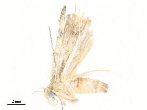  ( - CBG-A31840-D01)  @11 [ ] CreativeCommons - Attribution Share - Alike (2024) CBG Photography Group Centre for Biodiversity Genomics