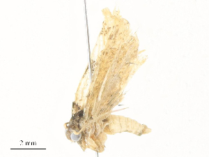  ( - CBG-A31840-G07)  @11 [ ] CreativeCommons - Attribution Share - Alike (2024) CBG Photography Group Centre for Biodiversity Genomics