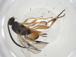  (Hypomicrogaster Whitfield32 - CBG-A31900-C02)  @11 [ ] CreativeCommons - Attribution Share - Alike (2024) Centre for Biodiversity Genomics Centre for Biodiversity Genomics