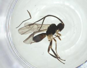  ( - CBG-A31901-H09)  @11 [ ] CreativeCommons - Attribution Share - Alike (2024) Centre for Biodiversity Genomics Centre for Biodiversity Genomics