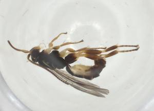  ( - CBG-A31903-B08)  @11 [ ] CreativeCommons - Attribution Share - Alike (2024) Centre for Biodiversity Genomics Centre for Biodiversity Genomics