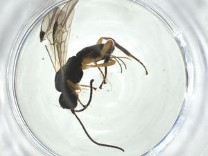  (Nealiolus Malaise3539 - CBG-A31904-H01)  @11 [ ] CreativeCommons - Attribution Share - Alike (2024) Centre for Biodiversity Genomics Centre for Biodiversity Genomics