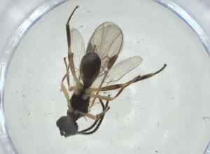  ( - CBG-A31906-F08)  @11 [ ] CreativeCommons - Attribution Share - Alike (2024) Centre for Biodiversity Genomics Centre for Biodiversity Genomics