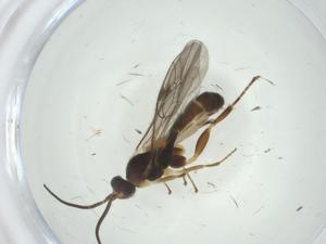  ( - CBG-A31909-A10)  @11 [ ] CreativeCommons - Attribution Share - Alike (2024) Centre for Biodiversity Genomics Centre for Biodiversity Genomics