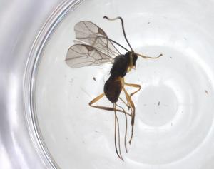  ( - CBG-A31915-H01)  @11 [ ] CreativeCommons - Attribution Share - Alike (2024) Centre for Biodiversity Genomics Centre for Biodiversity Genomics