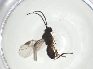  ( - CBG-A31916-H02)  @11 [ ] CreativeCommons - Attribution Share - Alike (2024) Centre for Biodiversity Genomics Centre for Biodiversity Genomics