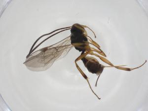  ( - CBG-A33349-B02)  @11 [ ] CreativeCommons - Attribution Share - Alike (2024) Centre for Biodiversity Genomics Centre for Biodiversity Genomics