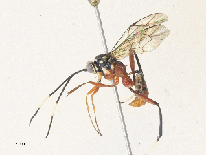  ( - CBG-A33508-H09)  @11 [ ] CreativeCommons - Attribution Share - Alike (2024) CBG Photography Group Centre for Biodiversity Genomics