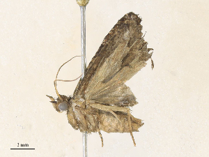  ( - CBG-A34292-H07)  @11 [ ] CreativeCommons - Attribution Share - Alike (2024) CBG Photography Group Centre for Biodiversity Genomics