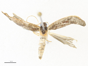  ( - CBG-A34310-D09)  @11 [ ] CreativeCommons - Attribution Share - Alike (2024) CBG Photography Group Centre for Biodiversity Genomics