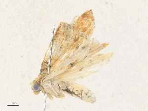  ( - CBG-A34311-C02)  @11 [ ] CreativeCommons - Attribution Share - Alike (2024) CBG Photography Group Centre for Biodiversity Genomics
