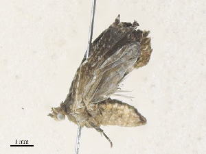  ( - CBG-A34311-C06)  @11 [ ] CreativeCommons - Attribution Share - Alike (2024) CBG Photography Group Centre for Biodiversity Genomics