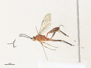  ( - CBG-A34311-D07)  @11 [ ] CreativeCommons - Attribution Share - Alike (2024) CBG Photography Group Centre for Biodiversity Genomics