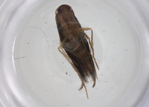  ( - CBG-A34391-A10)  @11 [ ] CreativeCommons - Attribution Share - Alike (2024) Centre for Biodiversity Genomics Centre for Biodiversity Genomics