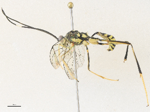  (crypMalaise01 Malaise7127 - CBG-A36737-A06)  @11 [ ] CreativeCommons - Attribution Share - Alike (2024) CBG Photography Group Centre for Biodiversity Genomics