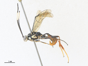  ( - CBG-A36737-B12)  @11 [ ] CreativeCommons - Attribution Share - Alike (2024) CBG Photography Group Centre for Biodiversity Genomics